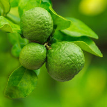 Load image into Gallery viewer, Picture of Beautiful Green Bergamot Plants and Fruits