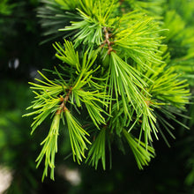 Load image into Gallery viewer, Picture of Beautiful Green Cedarwood Plants and furs