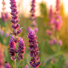 Load image into Gallery viewer, Picture of Beautiful colorful Clary Sage Plants and Flowers