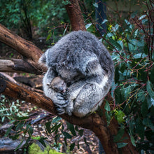 Load image into Gallery viewer, Picture of Cute koalas on green Tea Tree Plant