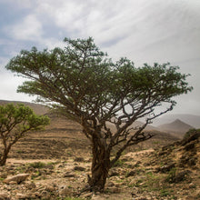 Load image into Gallery viewer, Picture of Beautiful Green Frankincense Serrata trees