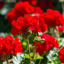 Load image into Gallery viewer, Picture of Beautiful Geranium Plants and Flowers