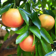 Load image into Gallery viewer, Picture of Beautiful Pink Grapefruit Plants and Fruits