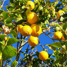 Load image into Gallery viewer, Picture of Beautiful Lemon Plants and Fruits