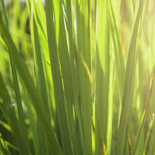 Load image into Gallery viewer, Picture of Beautiful Green Lemongrass Plants