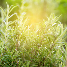 Load image into Gallery viewer, Picture of Beautiful Green Rosemary Plants under Sunshine