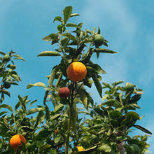 Load image into Gallery viewer, Picture of Beautiful Sweet Orange Plants and Fruits