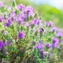 Load image into Gallery viewer, Picture of Beautiful Thyme Plants and Flowers