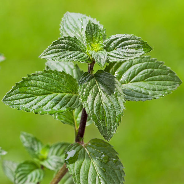 Benefits of Peppermint Essential Oil
