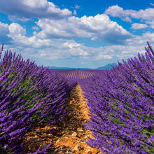 Load image into Gallery viewer, Picture of beautiful purple true lavender plants and flowers
