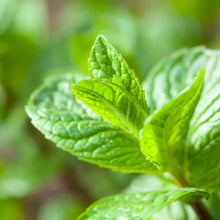 Load image into Gallery viewer, Picture of Beautiful Green Peppermint Plants under sunshine
