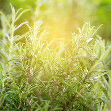 Load image into Gallery viewer, Picture of Beautiful Green Rosemary Plants under Sunshine
