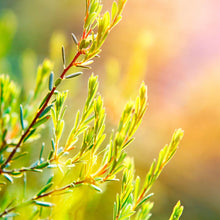 Load image into Gallery viewer, Picture of Beautiful Green Tea Tree Plants under Sunshine
