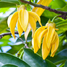 Load image into Gallery viewer, Picture of Beautiful Ylang Ylang Green Plants and Yellow color Flowers
